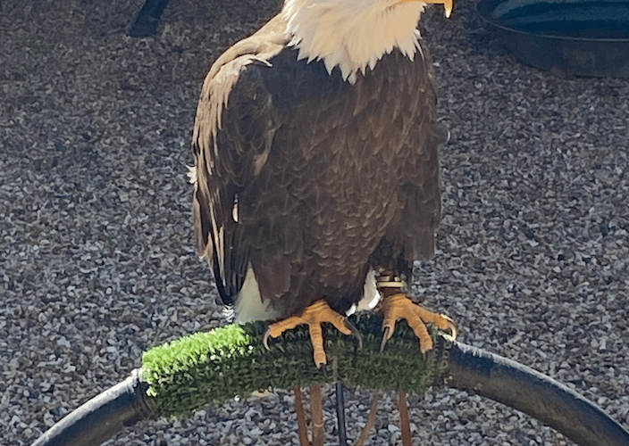 Bald Eagle, Hawk Conservancy Trust, Andover, March 16th 2025.