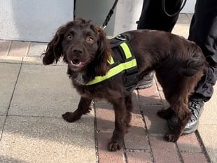 Dogged new recruits unleashed to fight digital crime