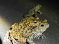 Volunteers hop into action to help toads cross the road 