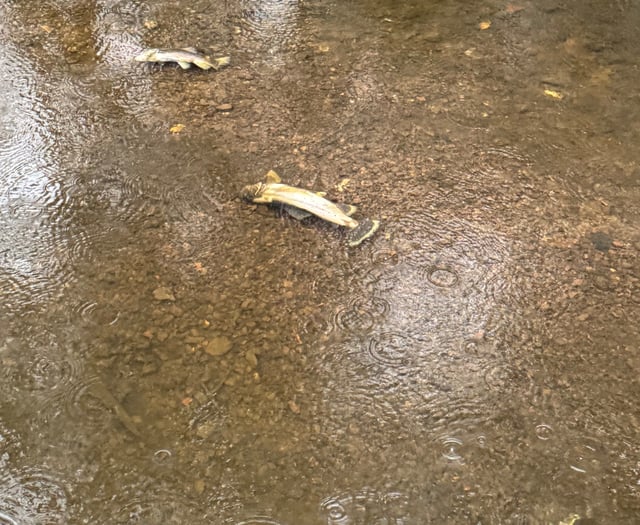 Investigations continue into Wey contamination with 70 fish killed