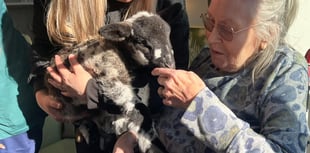Newborn lambs bring joy to Horndean care home 