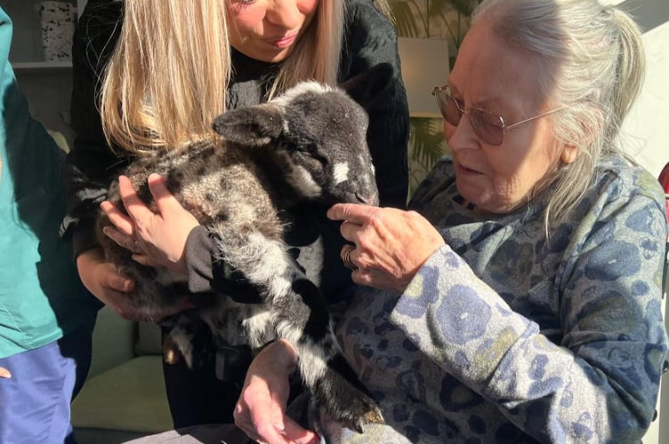 Bere Grove Care Home lambs visit, Horndean. 