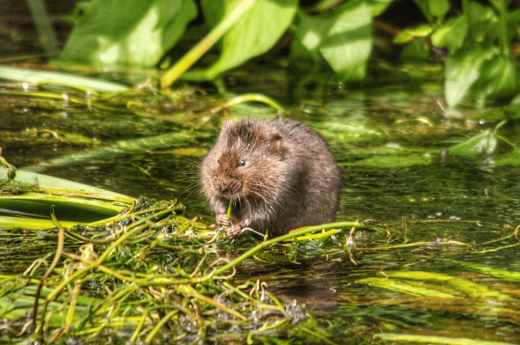 It is hoped the project will help protect endangered species, such as the water vole 