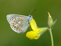 VIDEO - UK butterflies in decline: 2024 among worst years on record