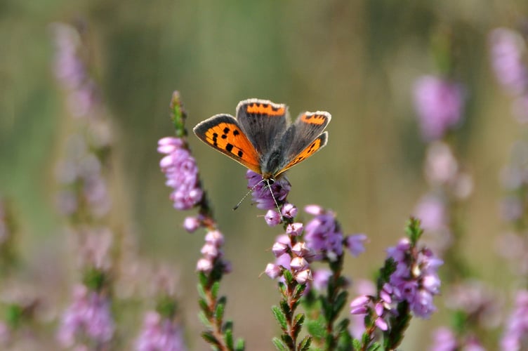 Small Copper on Heather by Tim Melling 