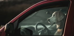 Police clarify laws on rescuing dogs from cars