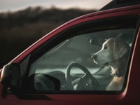 Police clarify laws on rescuing dogs from cars