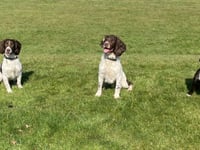 Digi dogs take the lead in Hampshire's digital crime fighting efforts