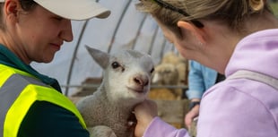 Ewe love it: families flock to ever-popular lambing event