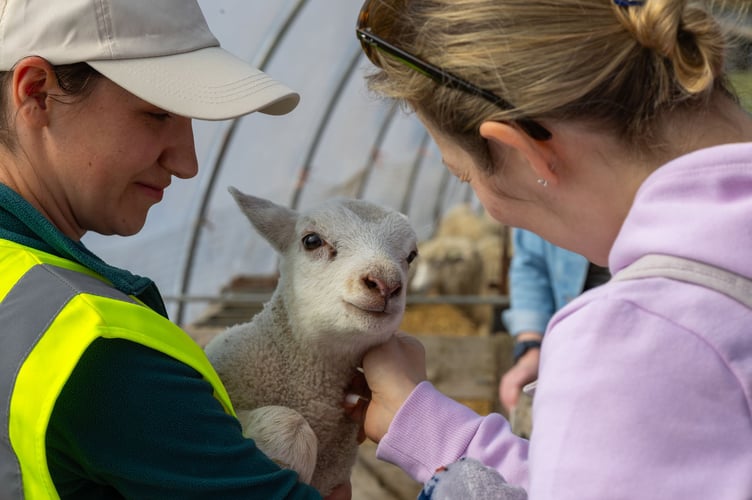 Westlands Farm Wickham Lambing Day