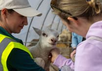 Ewe love it: families flock to ever-popular lambing event at Meon Valley farm