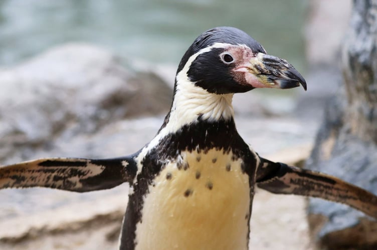 The world's "oldest" penguin celebrated her 37th birthday- with an ice cake made of fish.  Release date  April 18, 2025.  Spneb, a Humboldt penguin, resides in Paradise Park Cornwall, in Hayle.  Marking the occasion on Wednesday (16 April), the park presented Spbeb with a birthday cake of ice featuring her favourite fish - sprats - topped with a fluffy toy penguin made by one of her keepers.  Spneb's keepers say records kept by zoos around the world suggest she is the oldest of her type across the globe and is "amazing for her age".
