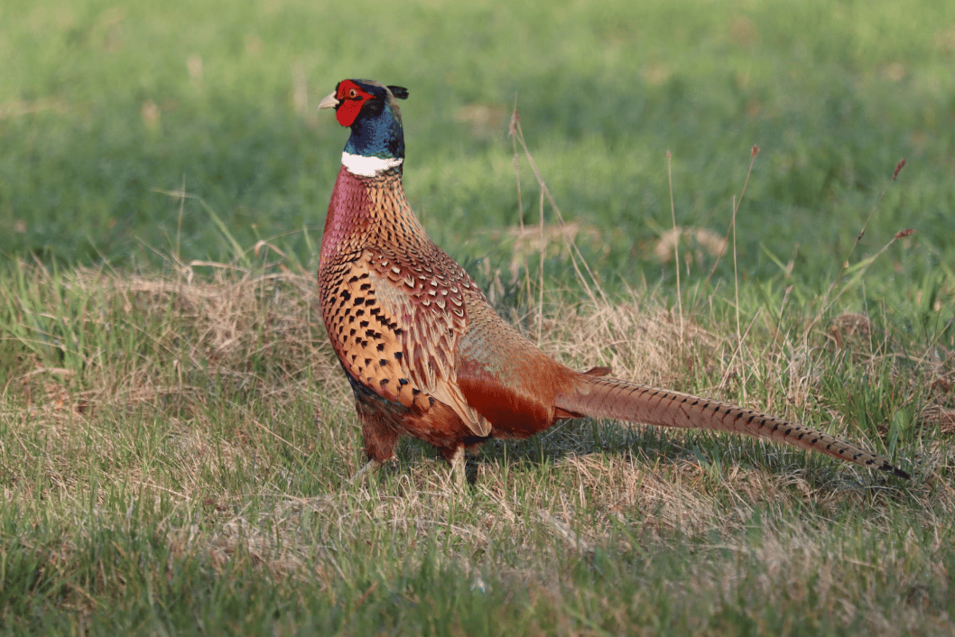 Two Surrey teenagers arrested on suspicion of poaching after 10 pheasants killed in Hampshire