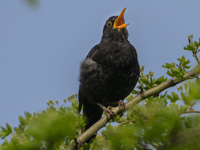 Join the Dawn Chorus Walk in Petersfield