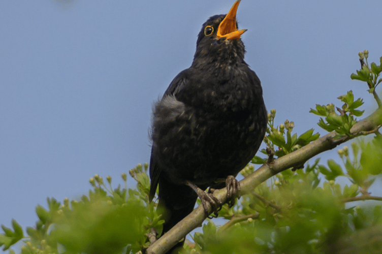 Blackbird singing taken by PeCAN.