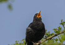 Discover Petersfield's Dawn Chorus Walk