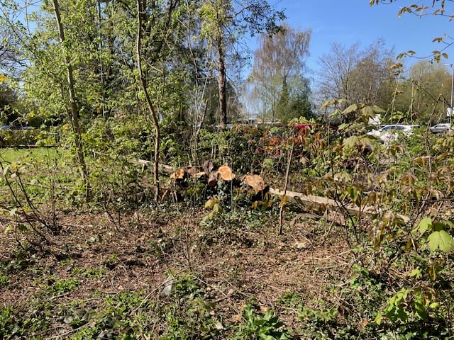 Hylton Road Petersfield felled trees