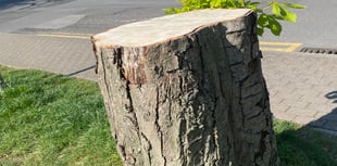Wood you believe it? Axe quietly falls on mature trees
