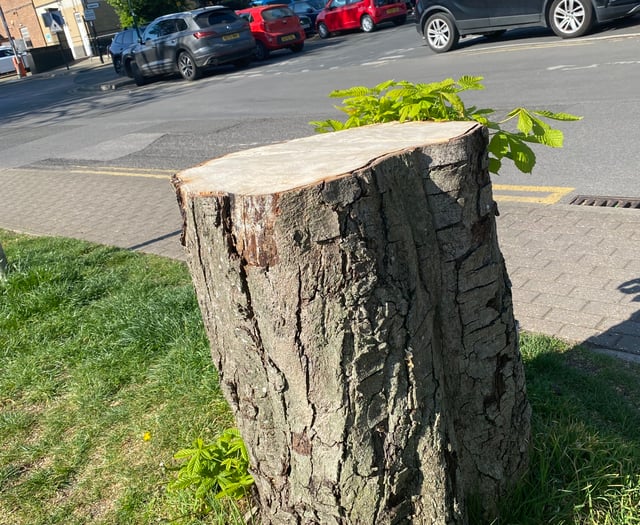 Wood you believe it? Axe quietly falls on mature trees