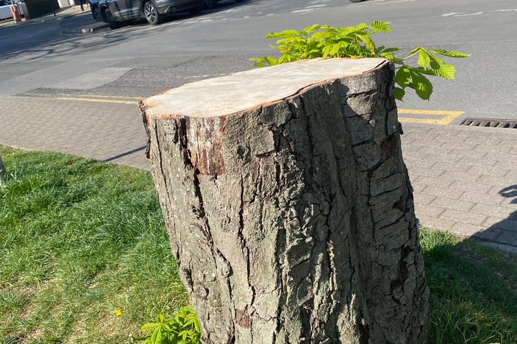 Felled mature tree Petersfield central car park
