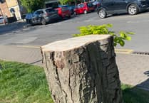 Wood you believe it? Axe quietly falls on mature trees in Petersfield town centre
