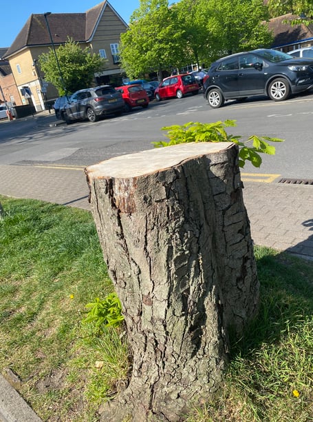 Felled mature tree Petersfield central car park