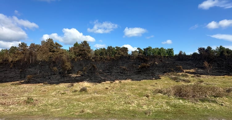 Wildfire threatens rare species at Chapel Common; campfire under investigation