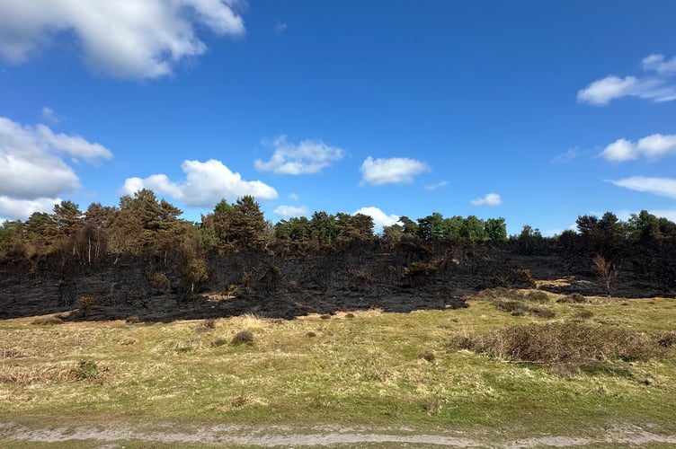 Wildfire threatens rare species at Chapel Common; campfire under investigation