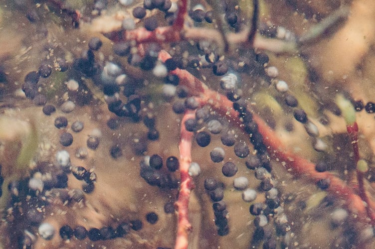 Natterjack toad spawn