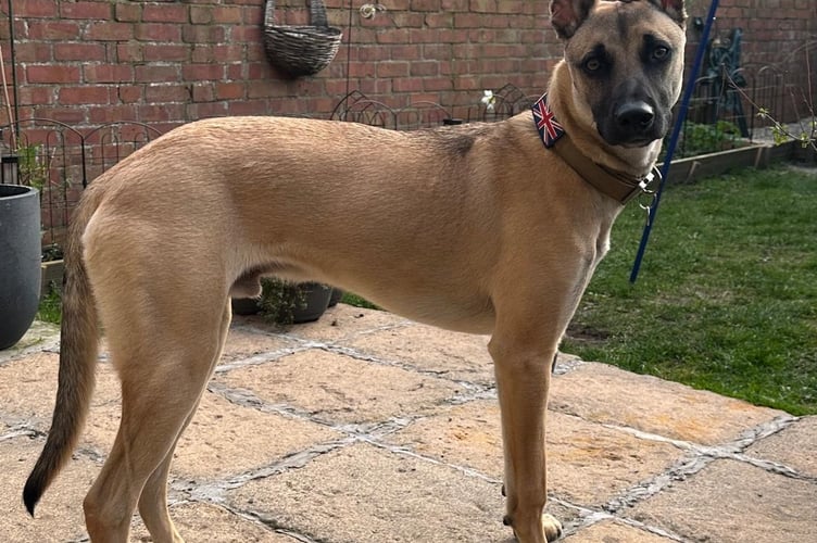 Cooper Missing Dog QECP