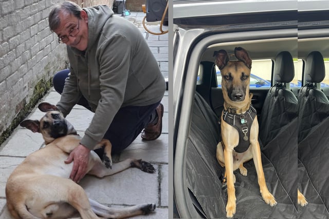 Reunion under the stars as missing mutt sniffs out midnight searcher