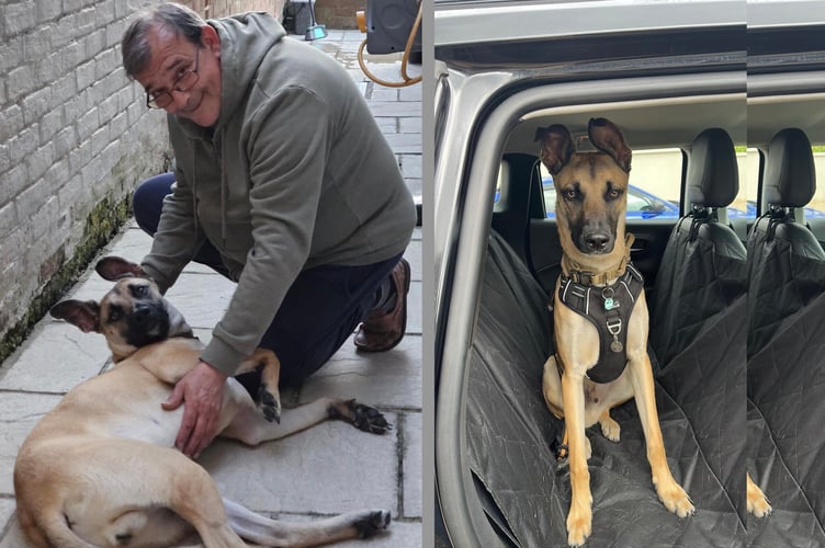 Alberto Donadello Missing Dog QECP