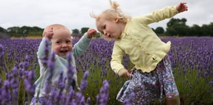 The Colour Purple: Buzz of excitement as Lavender Fields set to reopen