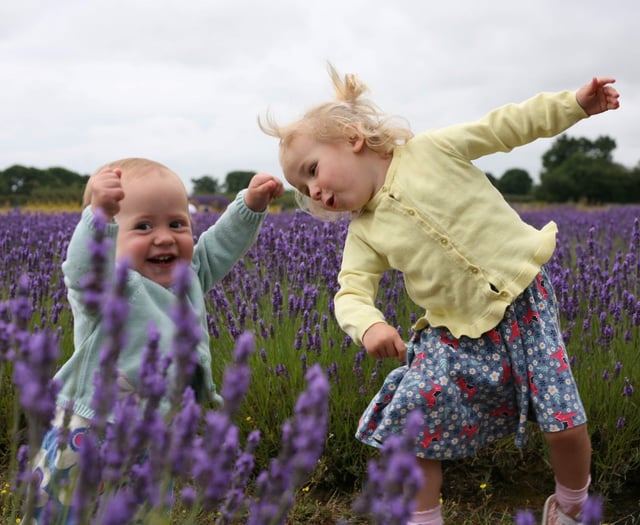 The Colour Purple: Buzz of excitement as Lavender Fields set to reopen