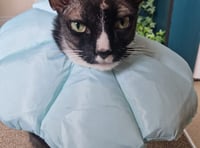 Max purrs back to health after brain tumour surgery