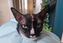 Max purrs back to health after brain tumour surgery
