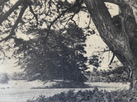 Cheap metal detectors threatened Petersfield's ancient burial grounds