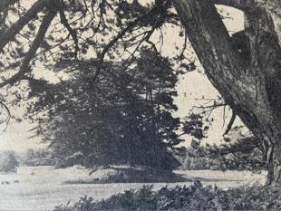 Cheap metal detectors threatened Petersfield's ancient burial grounds