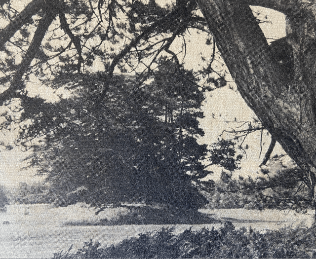 Cheap metal detectors threatened Petersfield's ancient burial grounds