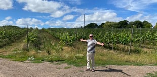 WATCH: Is everything rosé in our local wine industry?