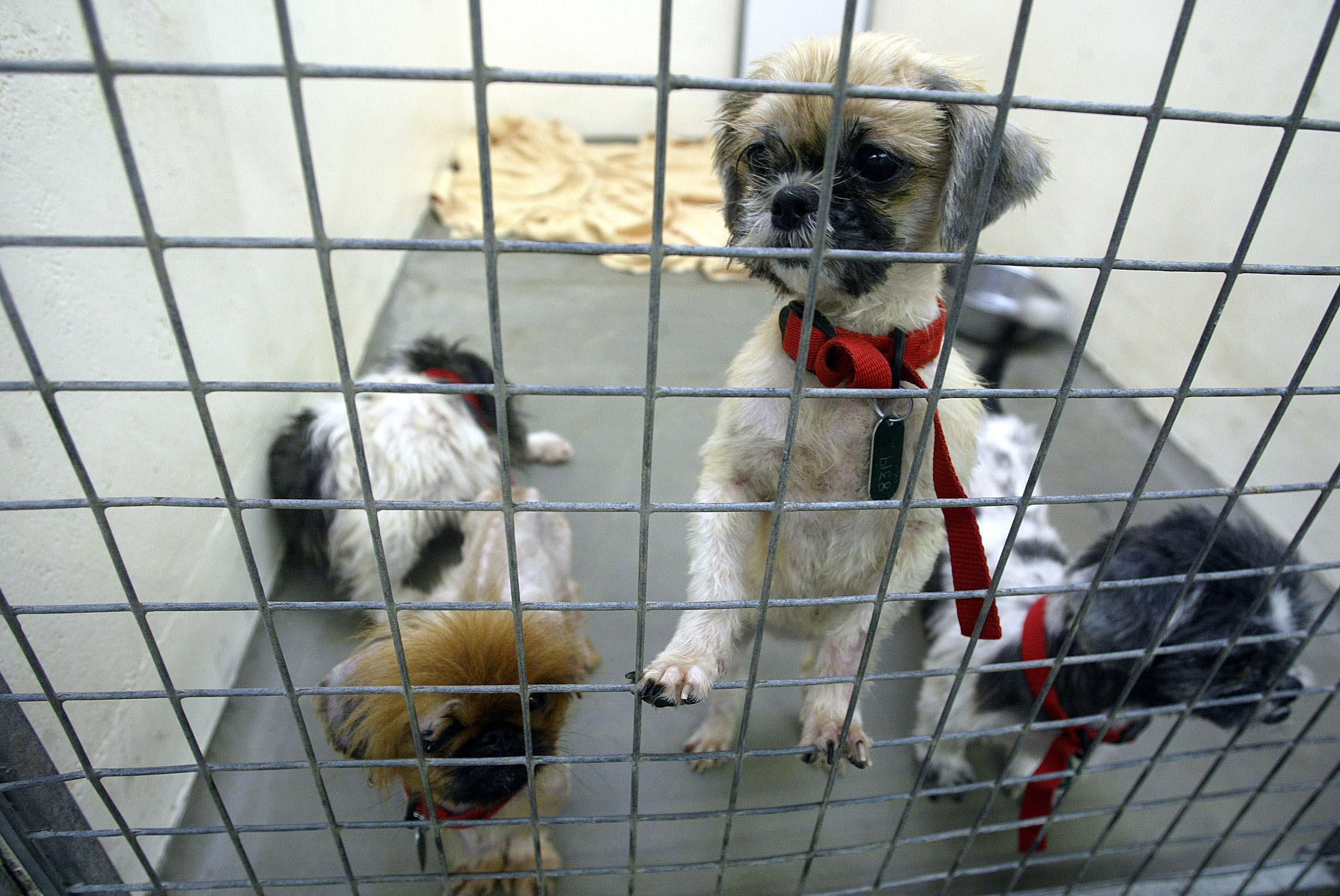 Rise in animal cruelty calls to the RSPCA in Hampshire