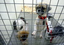 Rise in animal cruelty calls to the RSPCA in Hampshire