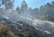Amphibian-rich heathland will take 'years to recover' after Hankley Common fire