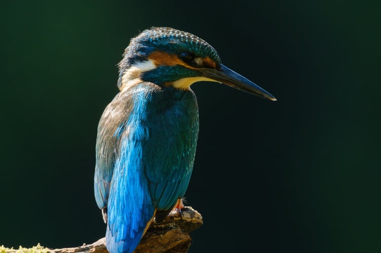 Kingfisher Rotherlands Petersfield