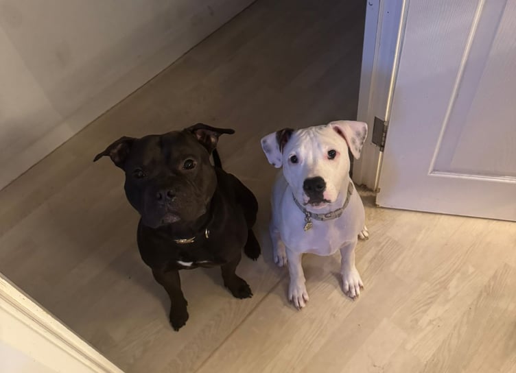 Left to right: Harley, 2, and Louis, 1