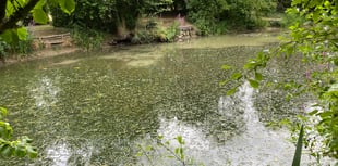Bid to open up secluded pond to disabled anglers 