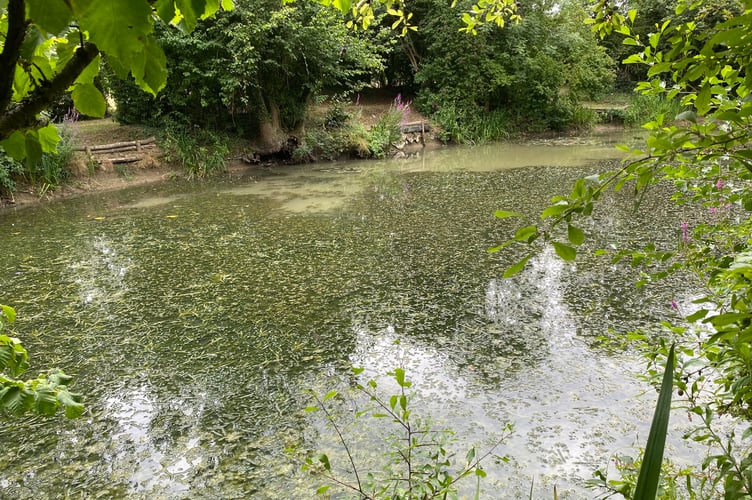 Bopeep Pond Ramsdean Petersfield Angling