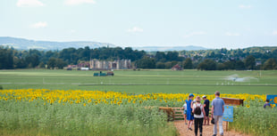 Cowdray's maize maze returns this August