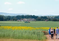 Explore Cowdray's maize maze this August