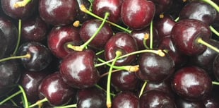 Pick of the bunch as Blackmoor hails a bumper cherry harvest
